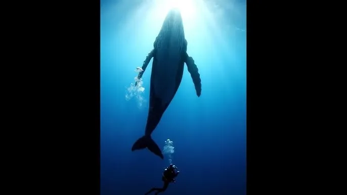最后一个道士的往事 - 深蓝星球：探索海洋深处的未知世界